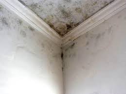 Forensic Mold Investigation in Nashua, IA