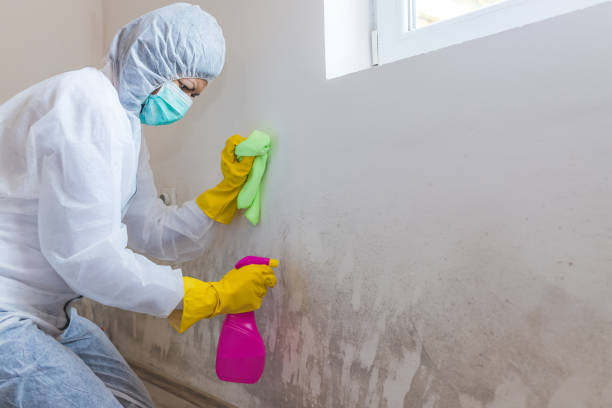 Why You Should Choose Our Mold Remediation Services in Nashua, IA